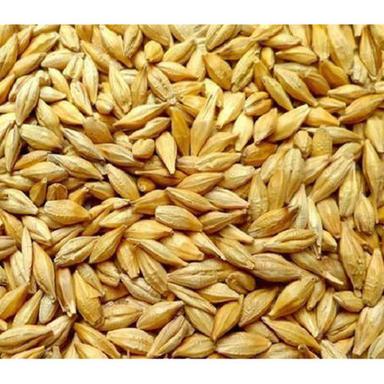 Yellow 99% Pure Commonly Cultivated Rich In Carbohydrates Raw Barley Seeds