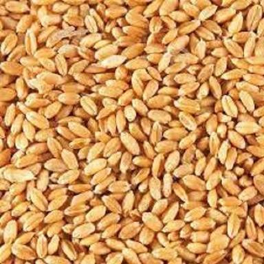 A Grade 98% Pure Dried Organic Wheat Seeds