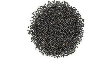 100 Percent Pure A Grade And Common Cultivation Black Mustard Seed