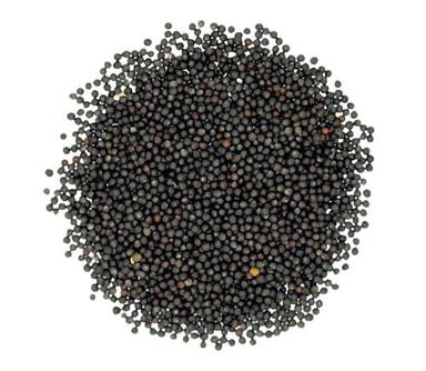 Commonly Cultivated Pure And Round Black Mustard Seed Admixture (%): 1%