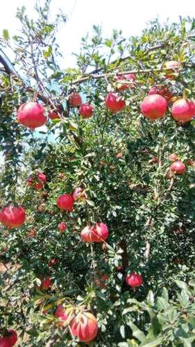 Organic Red Pomegranate, High In Dietary Fiber