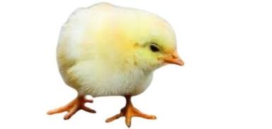 Original Light Yellow Poultry Farm Broiler Live Chicks For Poultry And Cooking Purpose