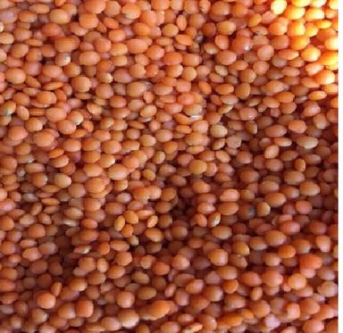 Commonly Cultivated Naturally Dried A Grade Semi Round Masoor Dal Broken (%): 2%