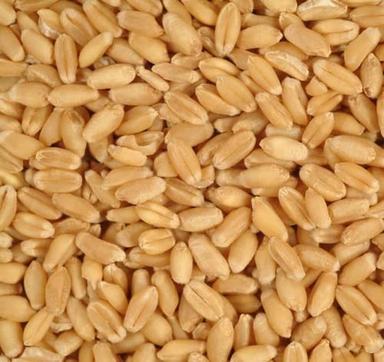 Brown Commonly Cultivated Pure And Dried High Protein Whole Wheat Seed