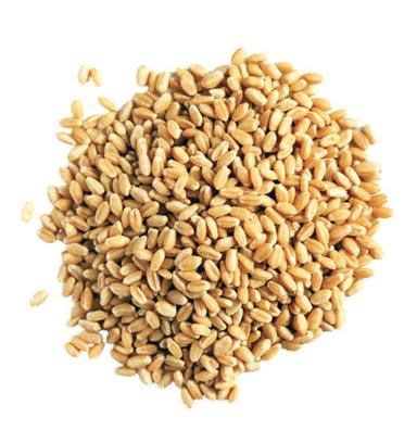 Pure And Dried Commonly Cultivated Whole Wheat Seed Admixture (%): 4 %