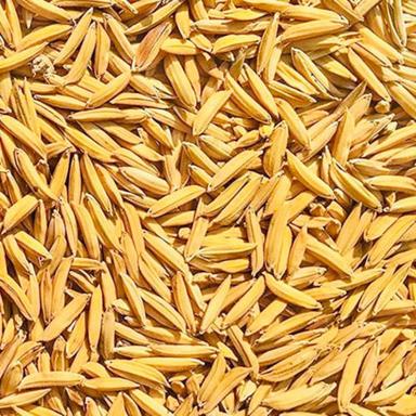 Golden Commonly Cultivated Medium Grain Pure And Dried Paddy Seeds