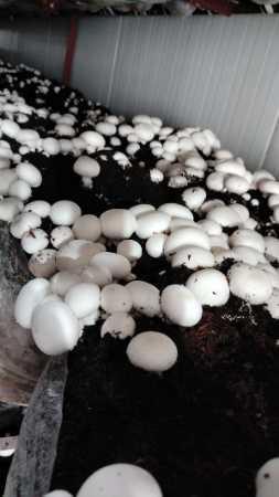 White Fresh Healthy Button Mushroom