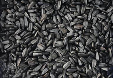 Natural Organic Vitamin And Mineral Rich Black Sunflower Seeds For Oil Extraction