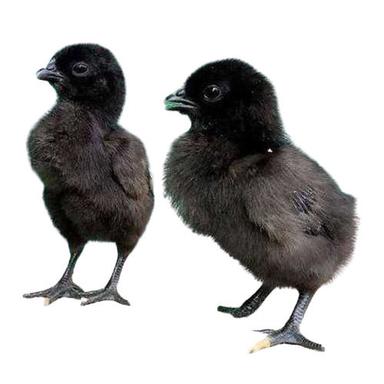 Healthy And Disease Free Black Kadaknath Chicks For Poultry Gender: Male
