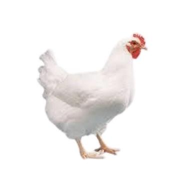 Bird 1 Kg White Broiler Live Chicken