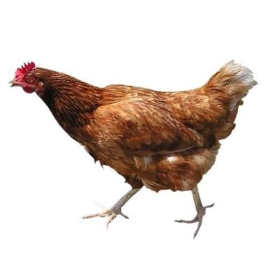 6 Month Brown Live Country Chicken Gender: Female