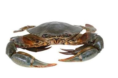Piece High In Protein Whole Fresh Mud Crab