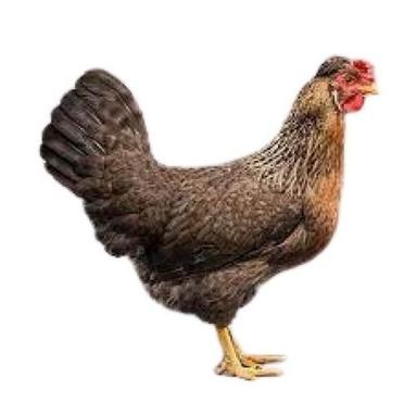 Brown Live Country Chicken Gender: Female