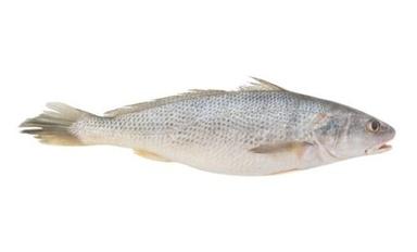 Piece Fresh Whole Water Preserved Croaker Fish