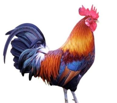 Male Brown With Black Live Country Chicken Weight: 1  Kilograms (Kg)