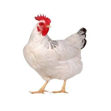 White Female Live Broiler Chicken Weight: 1 To 1.5  Kilograms (Kg)