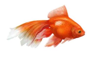 Piece Orange 2 Inch Aquarium Fish