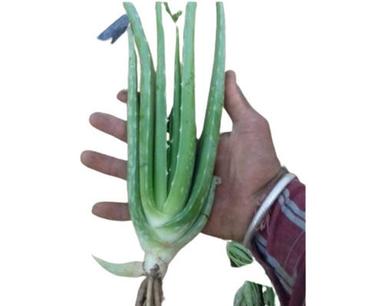 Pesticide Free Aloe Vera Leaf Recommended For: All