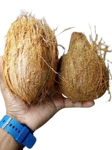 Common Rich Nutritious Semi Husked Coconut