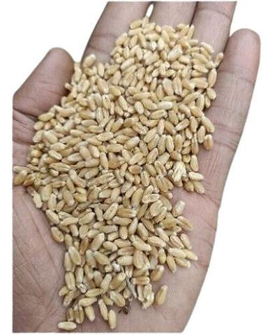 Organic Good For Health Milling Wheat