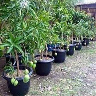 Natural Green Mango Tree For Garden And Nursery 