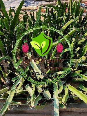 Fast Growing Dragon Fruit Plant