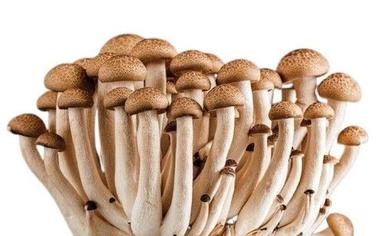White A Grade And High Nutritious Organic Mushroom