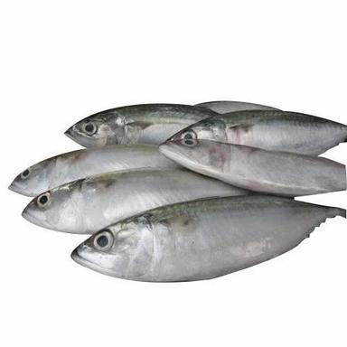 Silver Fresh Sea Fish