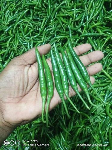 Indian Origin Farm Fresh Spicy Green Chillies