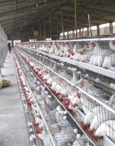 18X15X17 Dimensions Poultry Grower Cages