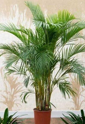 Well Drained Green Areca Palm Plant