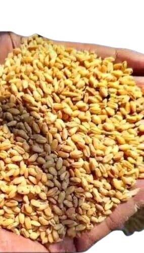 Indian Origin Wheat Grain