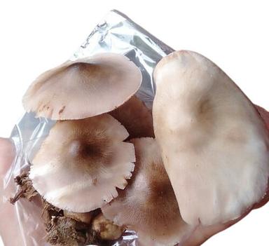 Natural Fresh Organic Mushroom