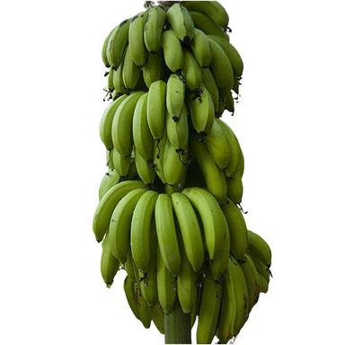 A Grade Raw Green Banana For Food Grade Applications Use
