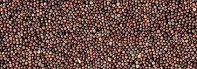 Indian Origin Mustard Seeds