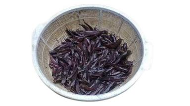 Cyprinus Desi Magur Fish Seed For Fish Farming
