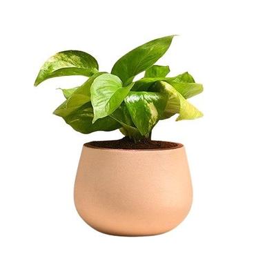 7-8 Inches Appro Prosperous Money Plant In Terracotta Pot
