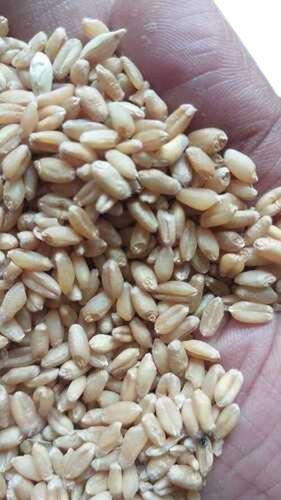 100% Natural Fresh Wheat Grain
