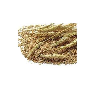 High In Protein And Vitamin Healthy Farm Fresh Edible Brown Organic Whole Wheat Grain