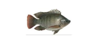Monosex Tilapia Fish
