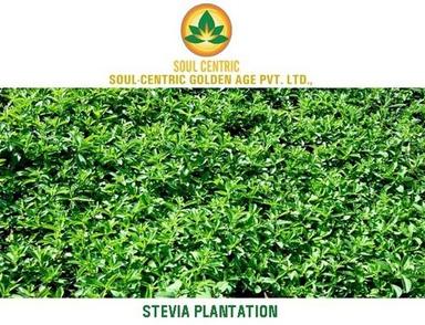 Stevia Plants