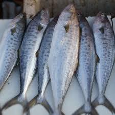 Fresh Seer Fish Or King Fish