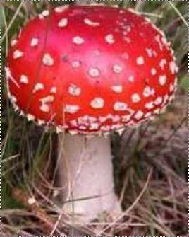 Red Fresh Organic Button Mushroom