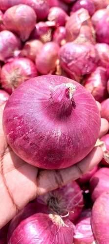 Multi Color Chemical Free Fresh Red Onion