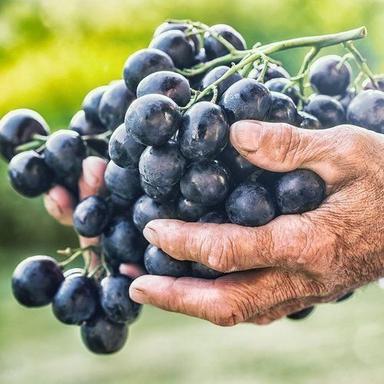 Common Delicious Sweet Taste And Mouth Watering Organic Fresh Black Grapes