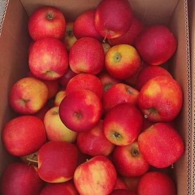 Common Farm Fresh And Healthy Red Fuji Apple 