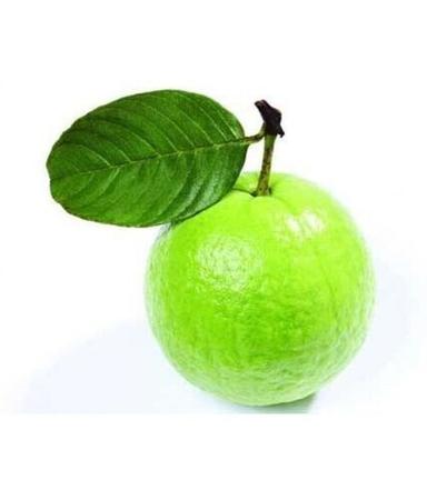 Common Natural Healthy Farm Fresh Green Guava Fruit