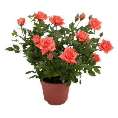 Easy To Grow Spring Summer Bloom Orange Rose Flower Plant Shelf Life: 1 Years