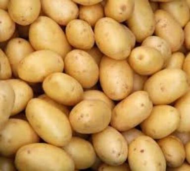 Slightly Sweet Creamy-Textured Freshly Picked Potatoes  Moisture (%): 63-83