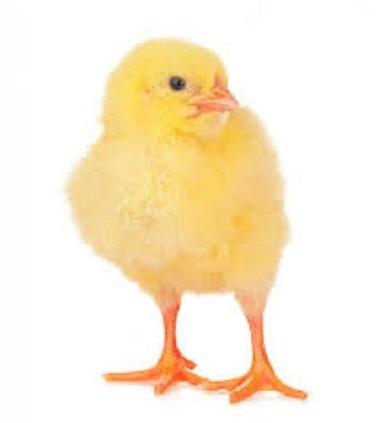 Yellow Hair Poultry Farm Chickens For Meat And Egg Production Weight: 1.5  Kilograms (Kg)